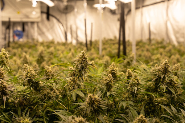 Full Spectrum LED Grow Lights: What Spectrum Really Does