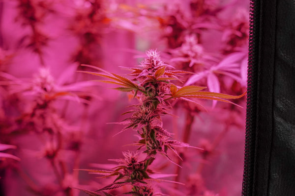 Grow Box vs Grow Tent: Which Costs Less to Power?