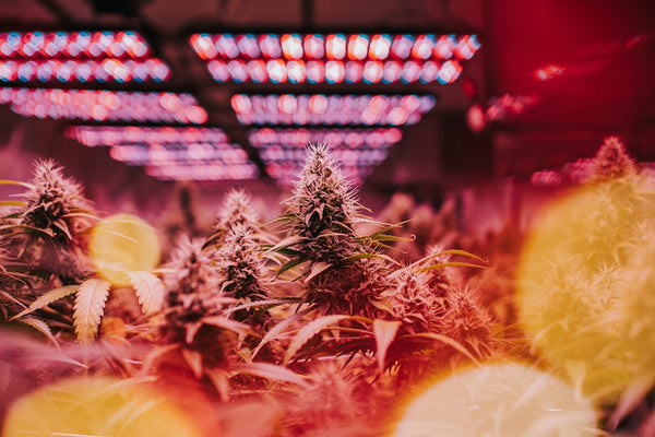 Calculate Your Grow Room's Electricity Bill Before Flip to Flower