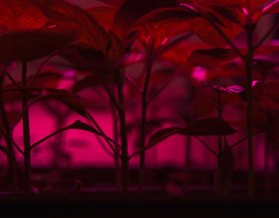 How Many Watts Do LED Grow Lights Actually Use Indoors?