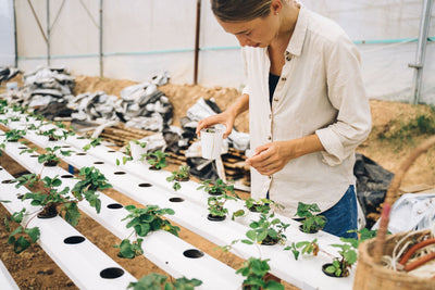 Best Nutrient Delivery Systems for Indoor Cannabis Grows