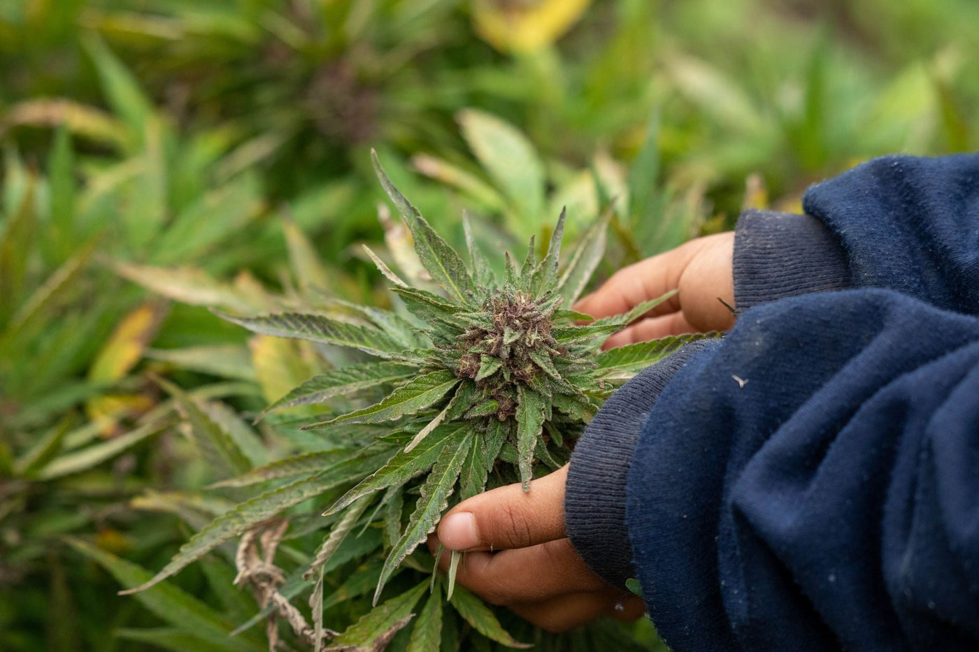 Jamaica's Cannabis Export Dream Runs Into Its Own Rules