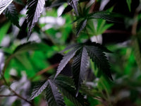 Is Cannabis Legal in Jamaica? Ganja Laws Explained