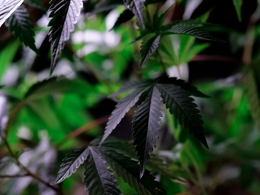 Is Cannabis Legal in Jamaica? Ganja Laws Explained