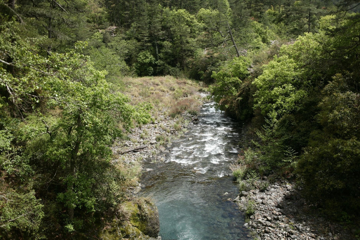 Yurok Tribe's Zero-Tolerance Cannabis Law and the Klamath's Recovery