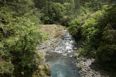 Yurok Tribe's Zero-Tolerance Cannabis Law and the Klamath's Recovery