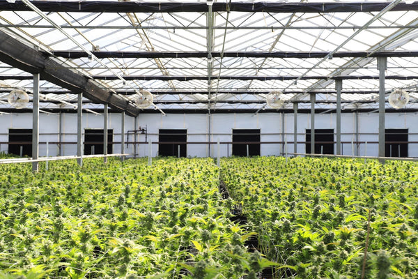 How Commercial Growers Keep Massive Harvests Consistent