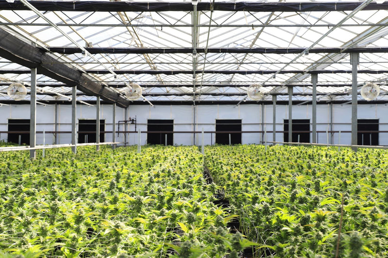 How Commercial Growers Keep Massive Harvests Consistent