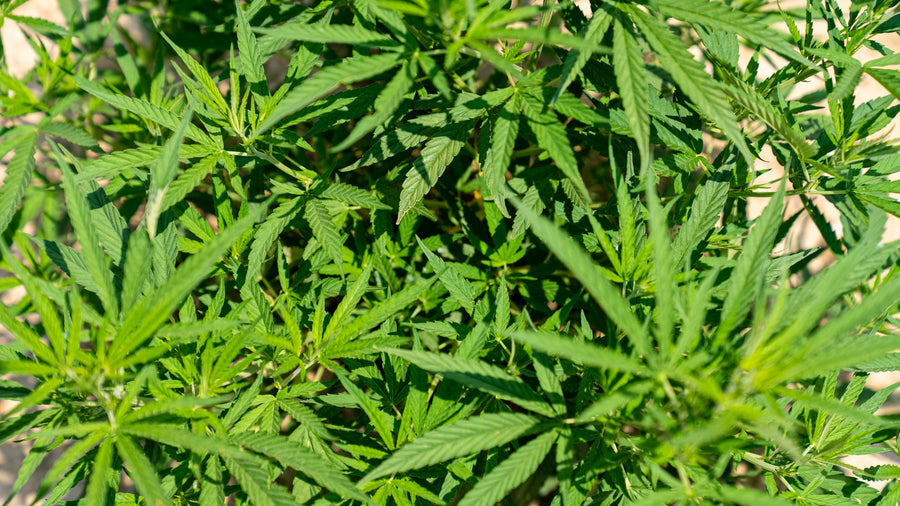 Why Giant Outdoor Colas Lean South (And How to Fix It)