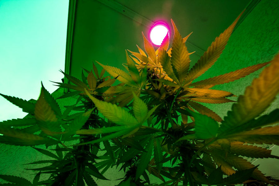 1000W LED Grow Lights: Overkill or Perfect Fit?