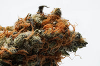 Preventing Bud Rot on Dense Outdoor Colas