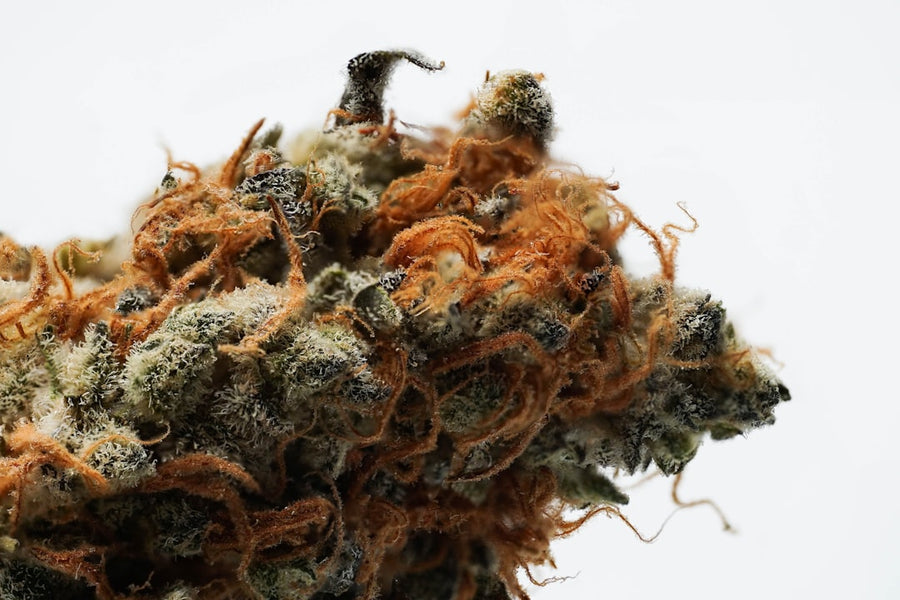 Preventing Bud Rot on Dense Outdoor Colas