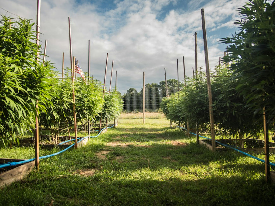 The Fake Farm Playbook: How Illegal Grows Hide in Plain Sight
