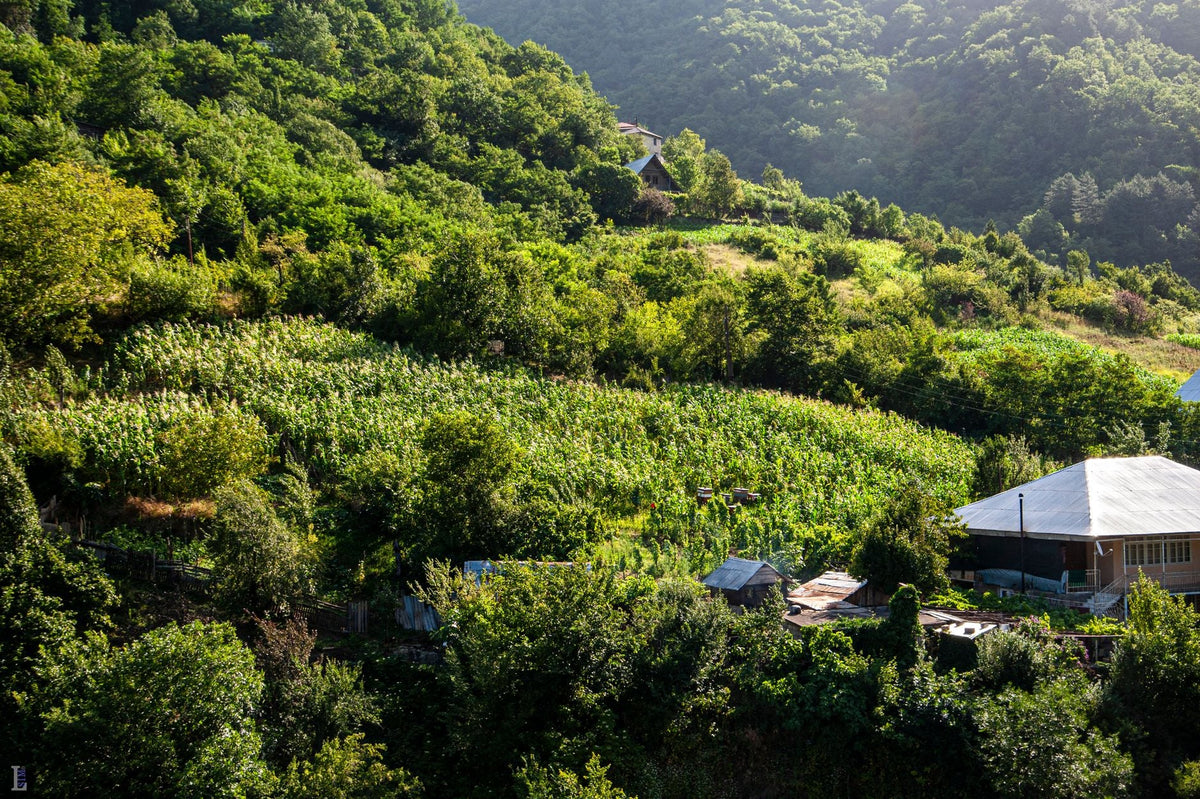Old-School Outdoor Growing Wisdom That Still Holds Up