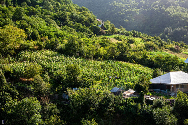 Old-School Outdoor Growing Wisdom That Still Holds Up