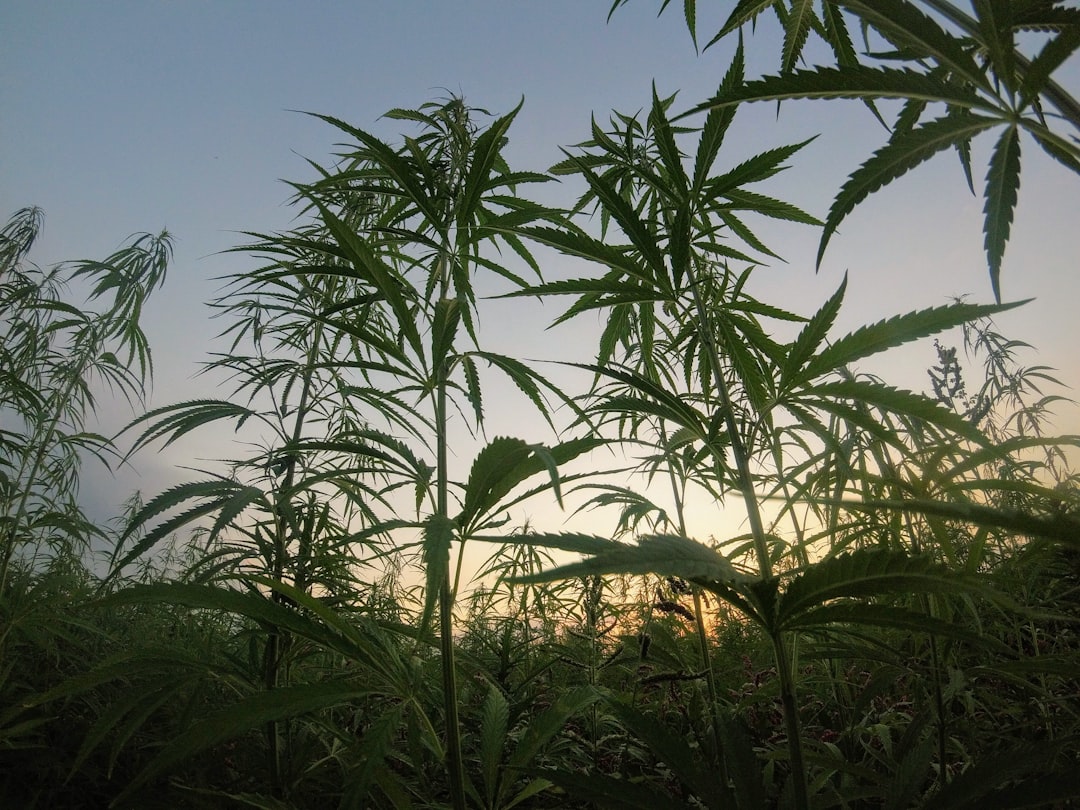 Outdoor Grow Timing: When to Plant for Maximum Potency