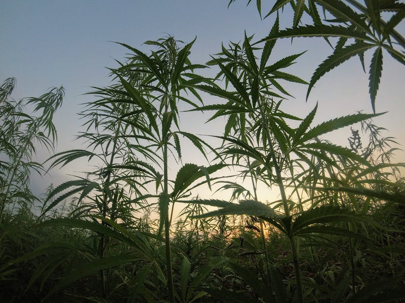 Outdoor Grow Timing: When to Plant for Maximum Potency