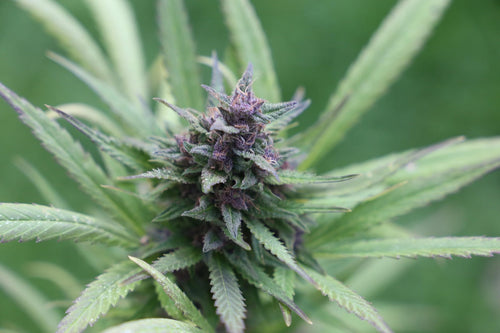 Feeding Massive Outdoor Colas: A Week-by-Week Nutrient Plan