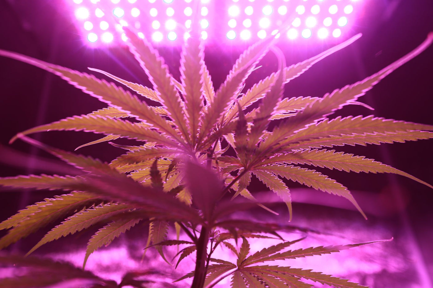 Fixing Light Burn Without Stunting Your Plants
