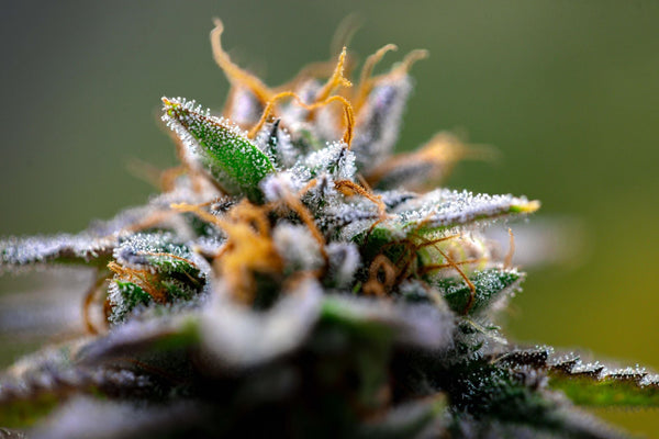 Nutrient Timing in Flowering: The Science of Maximizing Resin