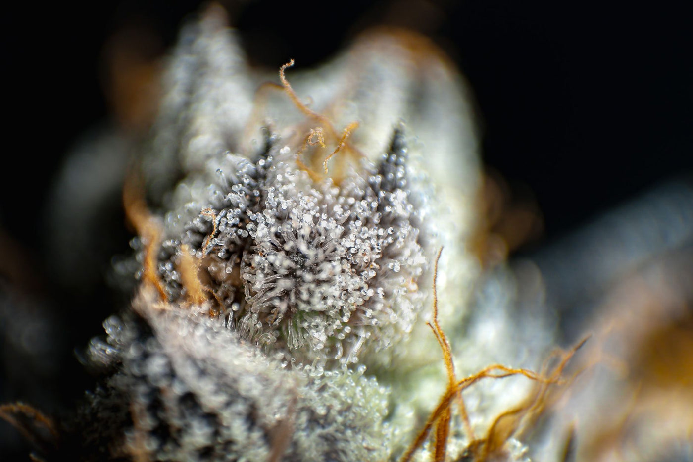 Nutrient Timing Through Flower for Maximum Resin