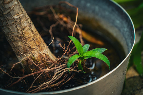 Pot Size and Root Mass: The Yield Multiplier Growers Ignore
