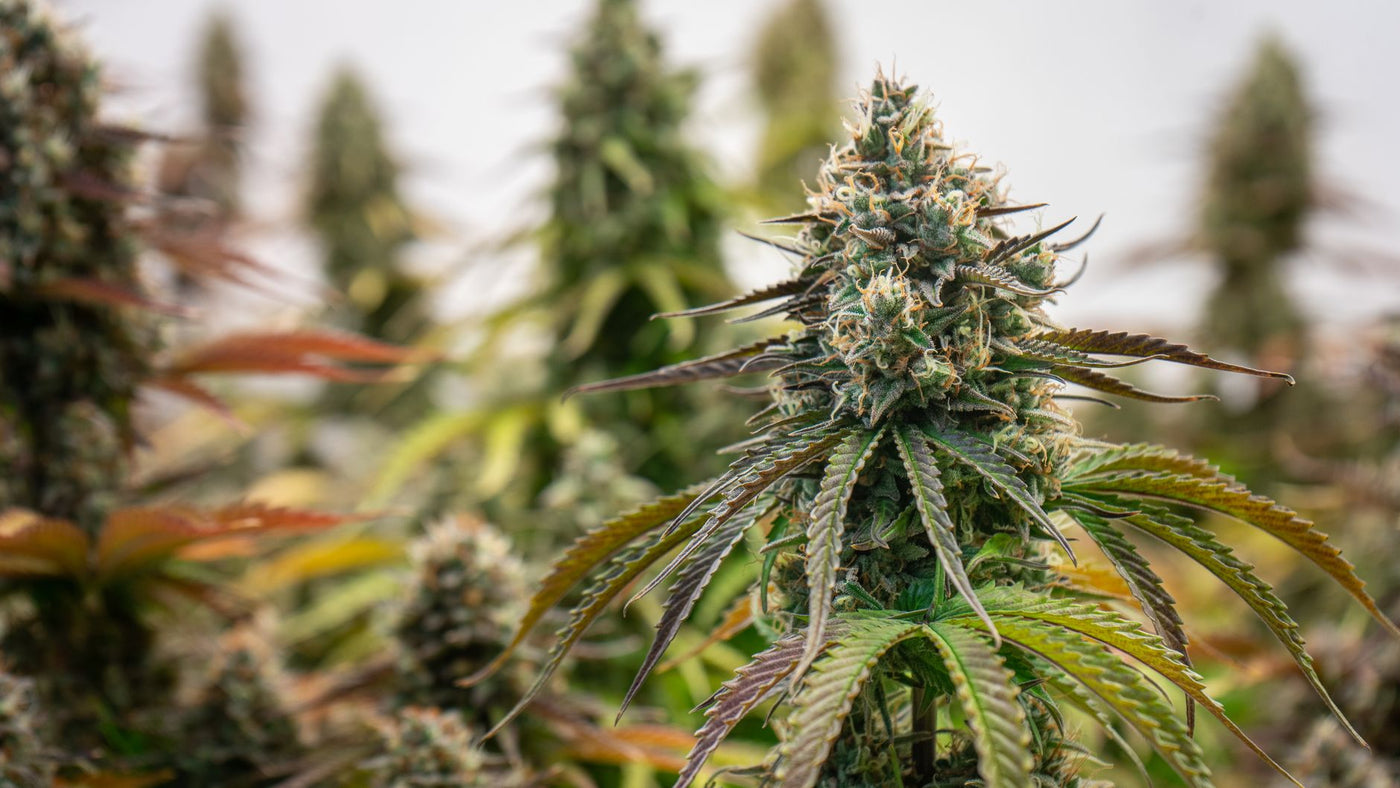 Humidity Swings in Flowering: The Hidden Terpene Killer
