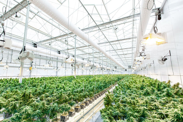 Topping vs LST: Which Training Method Actually Boosts Yield More
