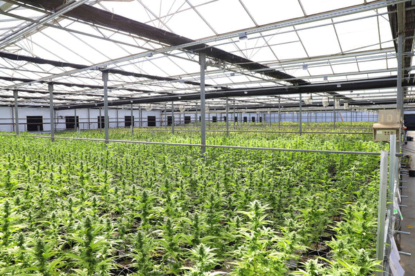Colombia's Bid to Become the World's Cannabis Farm