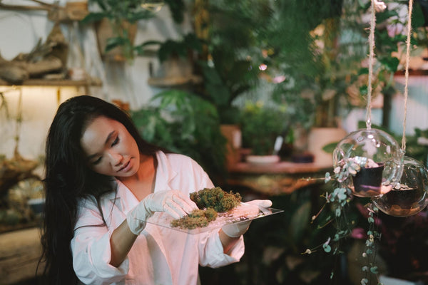 Inside Australia's Government-Funded Medical Cannabis Research Push