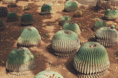Sacred Plants, Stalled Laws: Mexico and the Andes' Shared Path