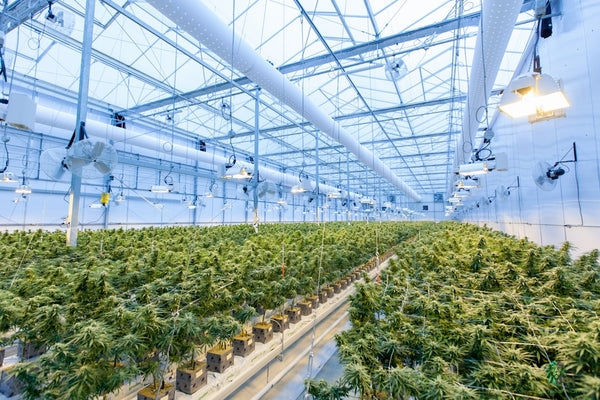 Dialing in VPD at Every Growth Stage