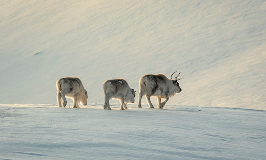 Sami Herders Eye Industrial Hemp in Northern Norway