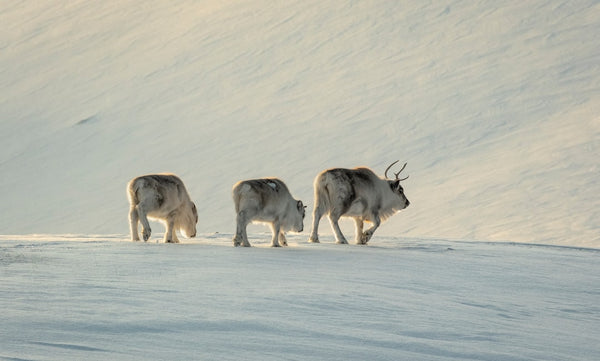 Sami Herders Eye Industrial Hemp in Northern Norway