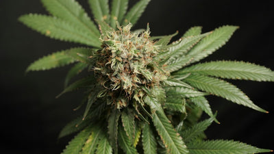 Fix Uneven Trichomes on Lower Colas in Short Tents