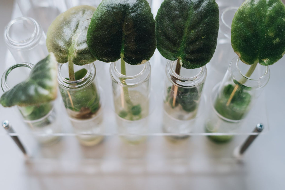 USDA Import Permits Could Open a Legal Cannabis Genetics Trade