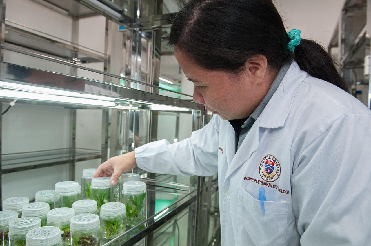 Tissue Culture Was Supposed to Fix Genetic Drift. It Didn't.