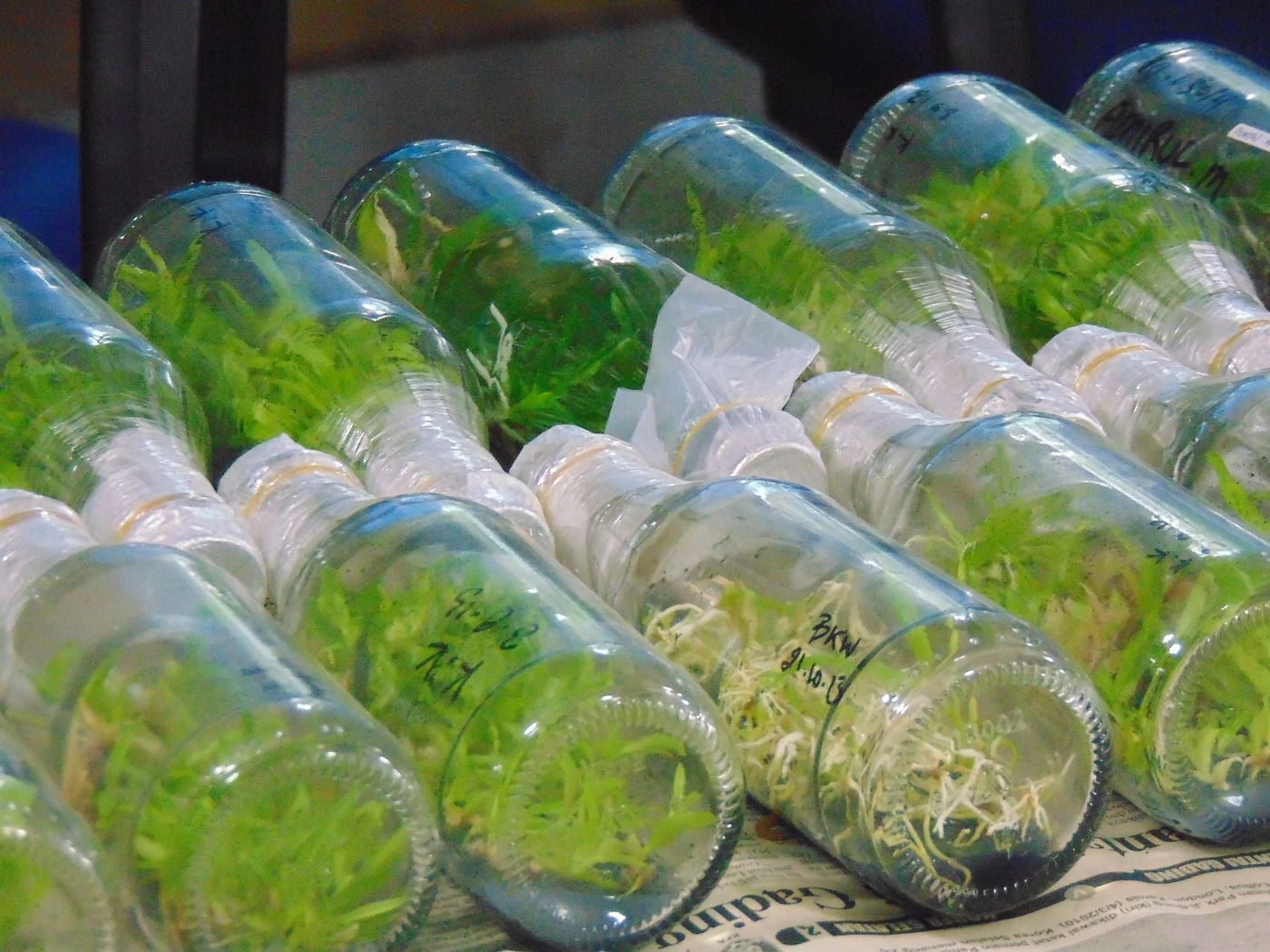 Tissue Culture: The Quiet Fix for Cannabis's Genetics Problem