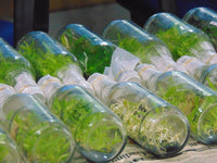 Tissue Culture: The Quiet Fix for Cannabis's Genetics Problem