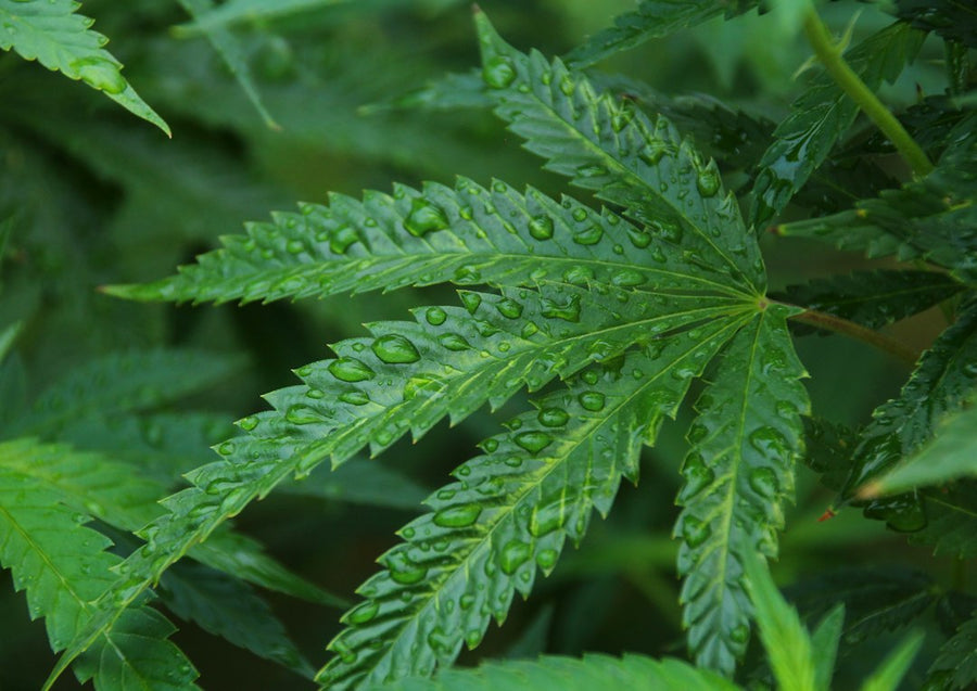 Beating Powdery Mildew in Humid Grows Without Sulfur Burners