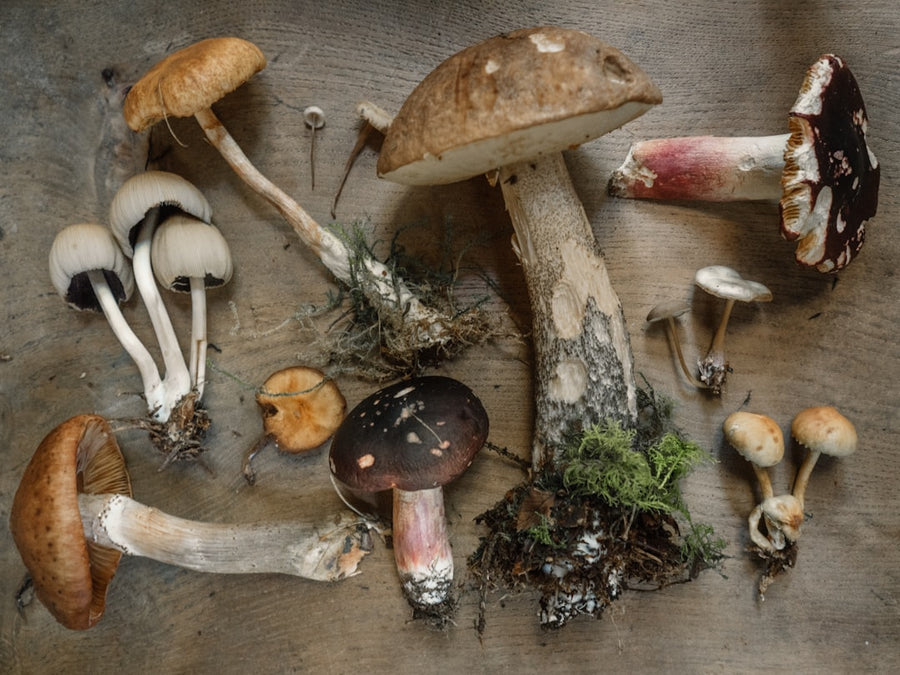States Urged to Prepare Now for FDA-Approved Psychedelic Therapy