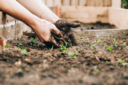 Reviving Nutrient-Locked Living Soil After a Failed No-Till Season