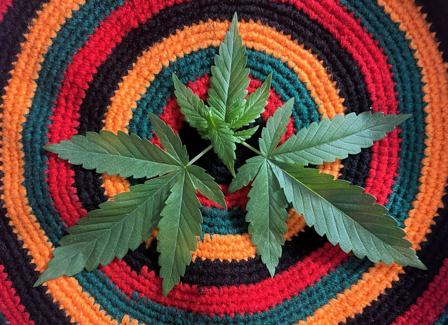 Cannabis, Rastafari, and Jamaica's Unfinished Reckoning