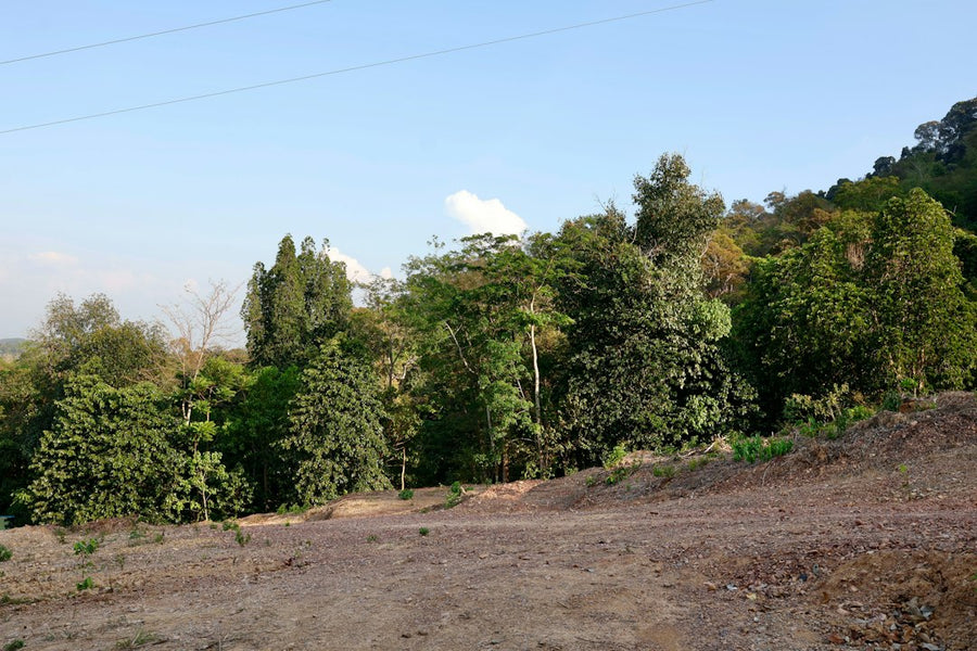 Guerrilla Grow Spots: Finding Wilderness Before GPS