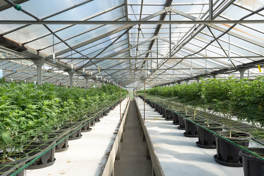 Thai University Cracks Rooftop Code for Cannabis Yields