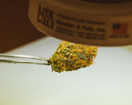 Home Solventless Extraction: What's Realistic, What's Not