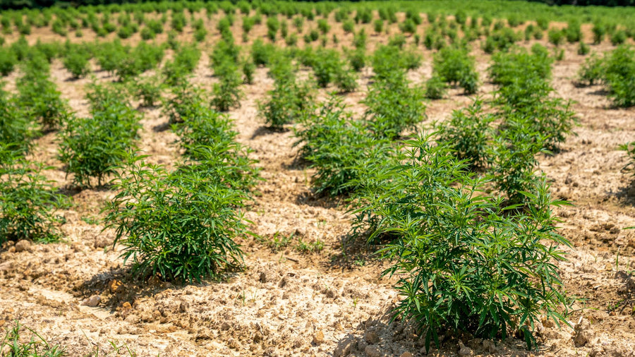 Paraguay's Marijuana Belt and Morocco's Rif: A Shared Blueprint