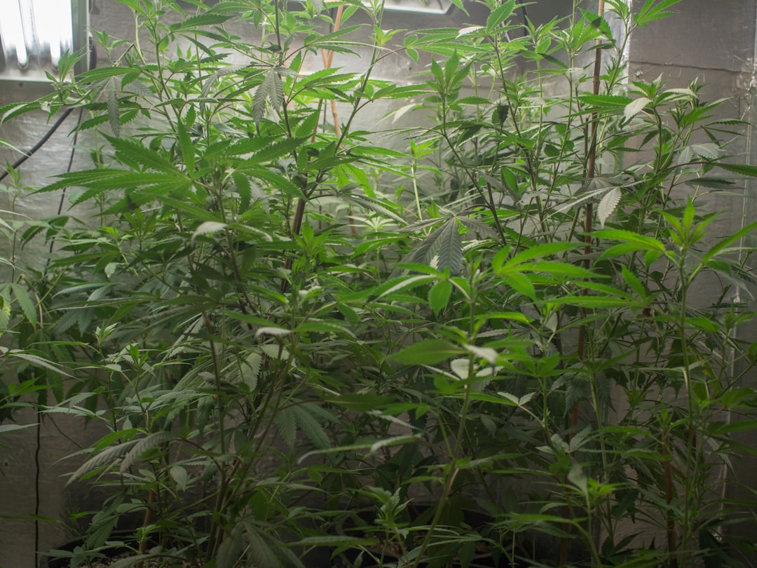 Why Landrace Sativas Stretch So Much in a Sub-6ft Tent