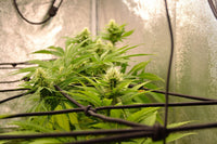 Cannabis Stretching Too Much? How to Diagnose and Fix It