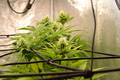 Cannabis Stretching Too Much? How to Diagnose and Fix It